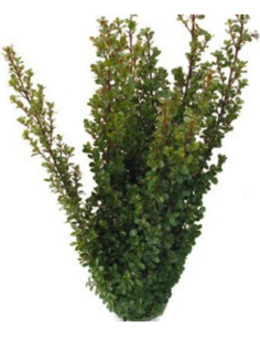 boxwood