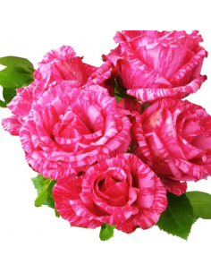 Pink Intuition Pink Rose 50 / 100 / 200 stems