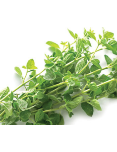 Oregano Green 5 bunches