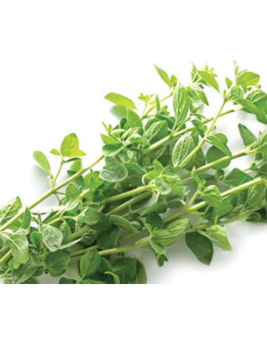 Oregano Green — 10 Bunches | Wholesale & Bulk Greenery