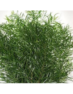 Weeping Podocarpus — 5 / 10 / 15 / 20 Bunches | Wholesale & Bulk Greenery