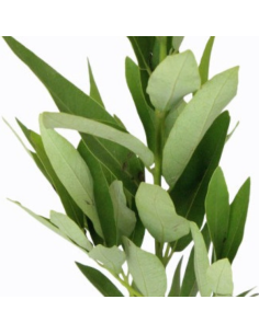 Bayleaf 5 / 10 /15 / 20 bunches