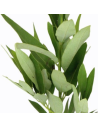 Bayleaf 5 / 10 /15 / 20 bunches