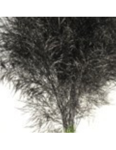 Color Fresh Tree Fern 100 stems