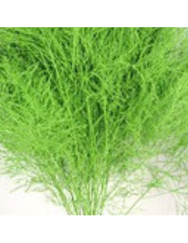 Color Fresh Tree Fern 100 stems