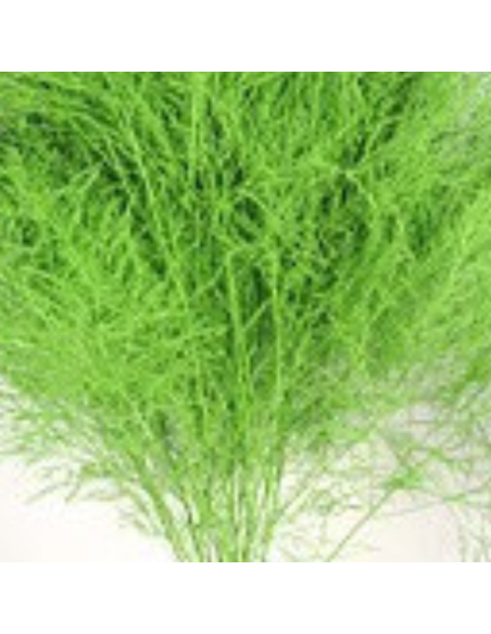 Color Fresh Tree Fern 100 stems