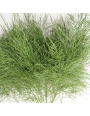 Color Fresh Tree Fern 100 stems