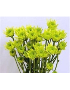 Cushions Green 12 Bunches