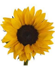 Sunflowers BULK BOX 80 Stems