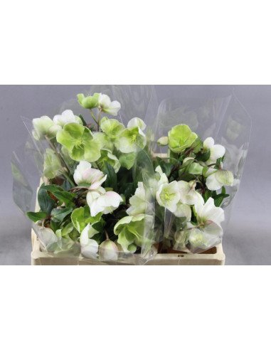 Helleborus Winterbell White 40 / 80  stems for wholesale by Florasource
