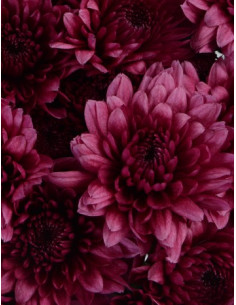 Cushions Purple 12 Bunches