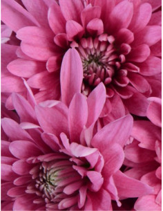 Cushions Purple 12 Bunches 2