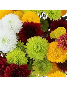 Buttons Assorted 12 Bunches