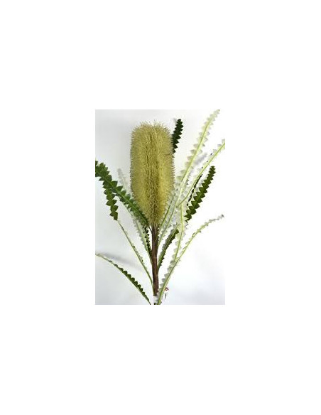 Banksia Assorted 5 / 10 / 15 / 20  stems