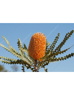 Banksia Assorted 5 / 10 / 15 / 20  stems 2