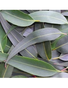 Eucalyptus Blue Gum 5 /10 / 15 / 20 bunches