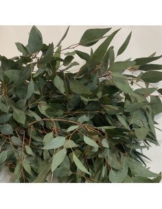 Eucalyptus Diamond 5 /10 / 15 / 20 bunches