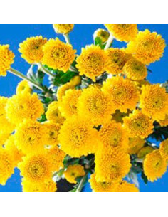 Buttons Yellow Solid Pack 12 Bunches