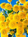 Buttons Yellow Solid Pack 12 Bunches