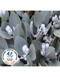 Eucalyptus Tetragona With Pods 50 stems