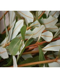 Banksia Integrafolia