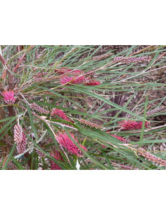 Grevillea Foliage Assorted — 10 Bunches | Wholesale & Bulk Greenery 2