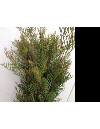 Grevillea Foliage Assorted — 10 Bunches | Wholesale & Bulk Greenery