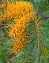Grevillea Foliage Assorted 10 bunches