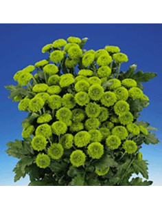Buttons Green Solid Pack 12 Bunches