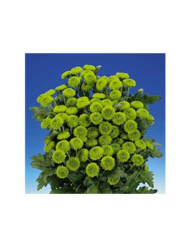 Buttons Green Solid Pack 12 Bunches Buttons Green Solid Pack 12 Bunches