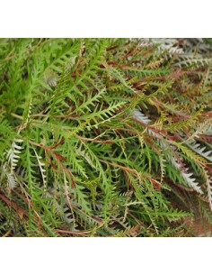 Grevillea Ivanhoe — 10 Stem Bunches | Wholesale & Bulk Foliage 2