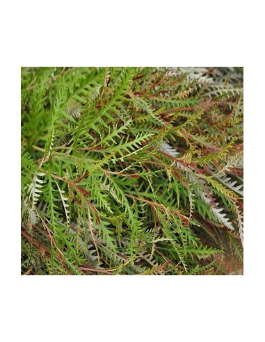 Grevillea Ivanhoe — 10 Stem Bunches | Wholesale & Bulk Foliage