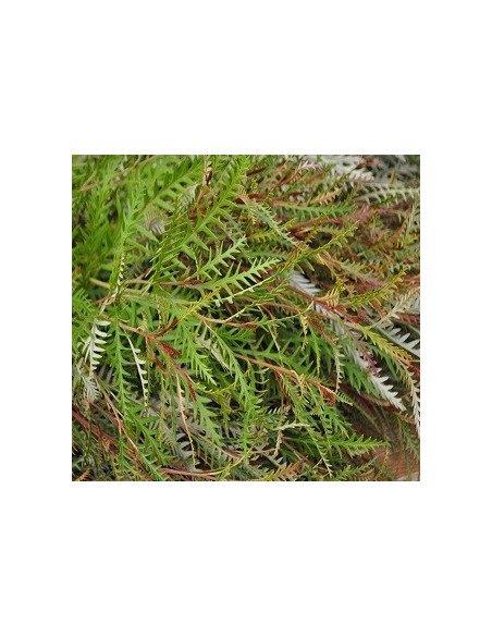 Grevillea Ivanhoe — 10 Stem Bunches | Wholesale & Bulk Foliage