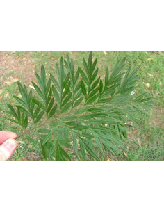 Grevillea robusta — 10 Bunches | Wholesale & Bulk Foliage