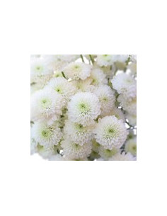 Buttons White Solid Pack 12 Bunches
