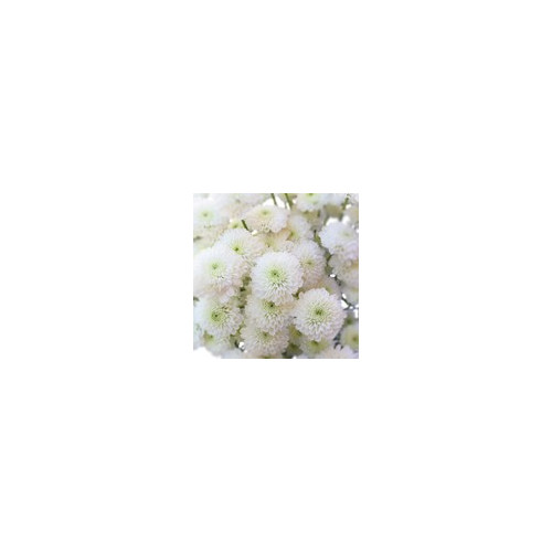 Buttons White Solid Pack 12 Bunches
