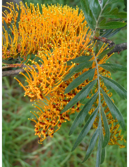 Grevillea robusta — 10 Bunches | Wholesale & Bulk Foliage
