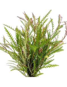 Grevillea Foliage Assorted — 10 Bunches | Wholesale & Bulk Greenery