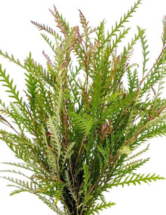 Grevillea Foliage Assorted 10 bunches