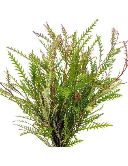 Grevillea Foliage Assorted — 10 Bunches | Wholesale & Bulk Greenery