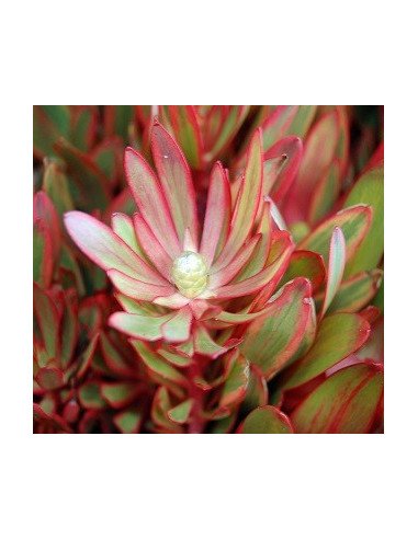 Leucadendron 5 / 10 / 15 / 20 Bunches Leucadendron 5 / 10 / 15 / 20 Bunches
