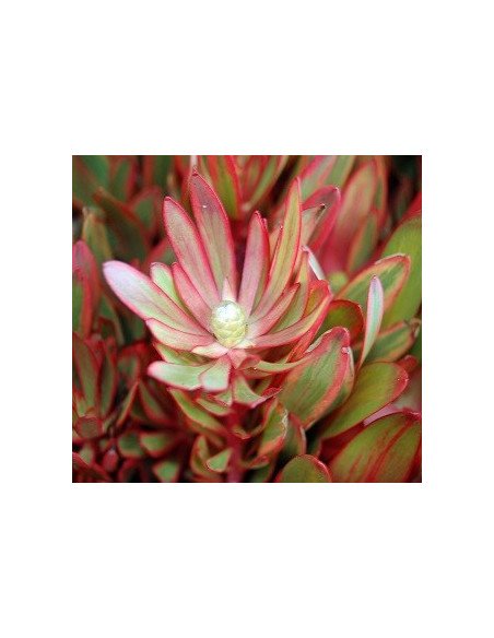 Leucadendron 5 / 10 / 15 / 20 Bunches