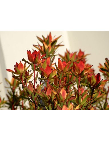 Leucadendron 5 / 10 / 15 / 20 Bunches Leucadendron 5 / 10 / 15 / 20 Bunches
