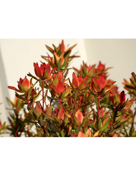 Leucadendron 5 / 10 / 15 / 20 Bunches