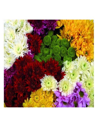 CDN Assorted 6 or 12 Bunches for wholesale by Florasource