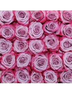 Deep Purple Lavender Roses | Wholesale Bulk (50 / 100 / 200 Stems) 2