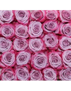 Deep Purple Lavender Rose 50 / 100 / 200 stems 2