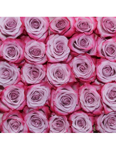 Deep Purple Lavender Roses | Wholesale Bulk (50 / 100 / 200 Stems)
