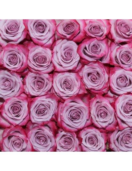 Deep Purple Lavender Roses | Wholesale Bulk (50 / 100 / 200 Stems)