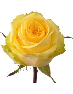 Bikini Yellow Rose 125 stems